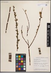 Foto von Salix discolor Muhl.